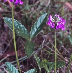 Cullen microcephalum (Dusky Scurf-pea) at South East Forest National Park - 11 Jan 1998 by BettyDonWood