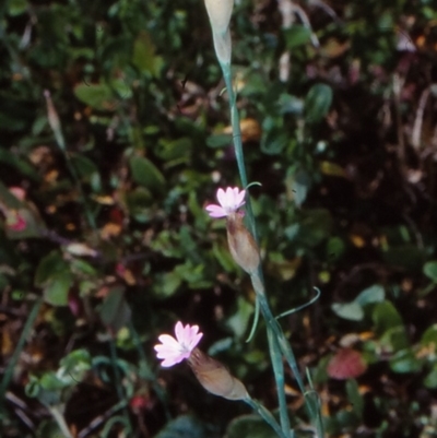 Petrorhagia dubia (Hairy Pink) at Tathra, NSW - 25 Sep 1998 by BettyDonWood