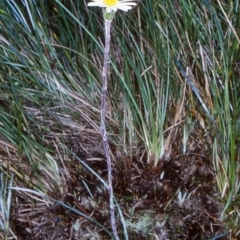 Celmisia sp. Pulchella (M.Gray & C.Totterdell 7079) Australian National Herbarium (Narrow-leaved Snow Daisy) at Glen Allen, NSW - 11 Jan 2001 by BettyDonWood