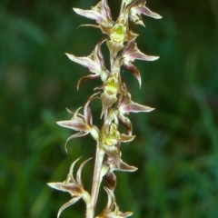 Paraprasophyllum wilkinsoniorum at Glen Allen, NSW - 6 Jan 2001 by BettyDonWood