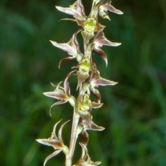 Prasophyllum wilkinsoniorum at Glen Allen, NSW - 5 Jan 2001 by BettyDonWood