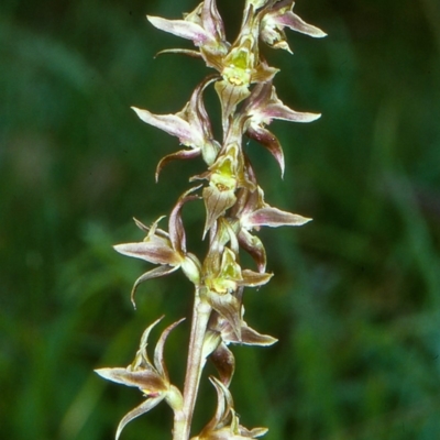 Paraprasophyllum wilkinsoniorum at Glen Allen, NSW - 6 Jan 2001 by BettyDonWood