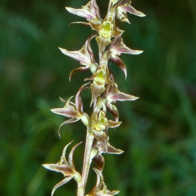 Prasophyllum wilkinsoniorum at South East Forest National Park - 5 Jan 2001 by BettyDonWood