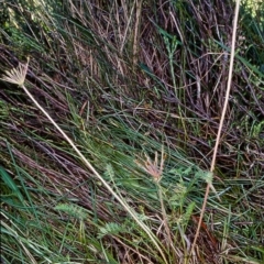 Oreomyrrhis ciliata (Bog Carraway) at Glen Allen, NSW - 10 Jan 2000 by BettyDonWood