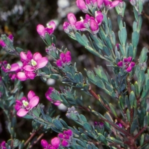 Comesperma retusum at Glen Allen, NSW - 6 Dec 1998