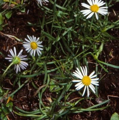 Brachyscome radicans (Marsh Daisy) at Nunnock Swamp - 10 Feb 1998 by BettyDonWood