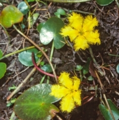 Nymphoides montana (Marshwort) at South East Forest National Park - 11 Jan 1998 by BettyDonWood