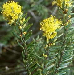 Leionema phylicifolium (Mountain Phebalium) at South East Forest National Park - 18 Sep 1998 by BettyDonWood