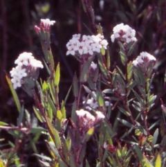 Leucopogon pilifer (Thready Beard-Heath) at South East Forest National Park - 8 Oct 1999 by BettyDonWood