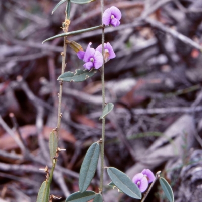 Hovea montana (Alpine Hovea) at South East Forest National Park - 8 Sep 2000 by BettyDonWood