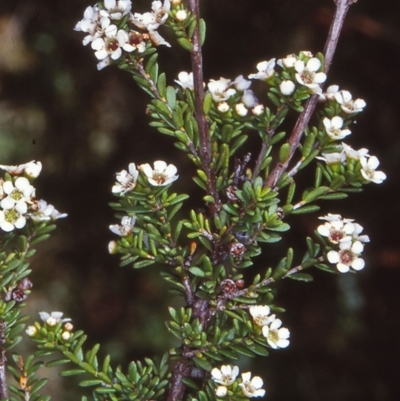 Baeckea utilis (Mountain Baeckea) at South East Forest National Park - 11 Jan 1998 by BettyDonWood