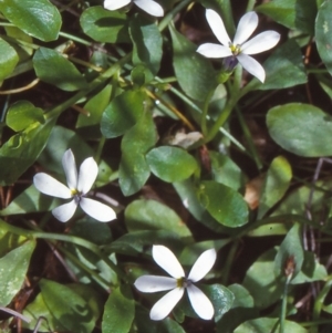 Lobelia surrepens at Glen Allen, NSW - 12 Jan 1998