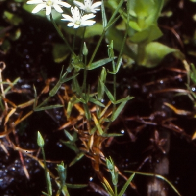 Stellaria angustifolia (Swamp Starwort) at Tantawangalo State Forest - 6 Dec 1998 by BettyDonWood