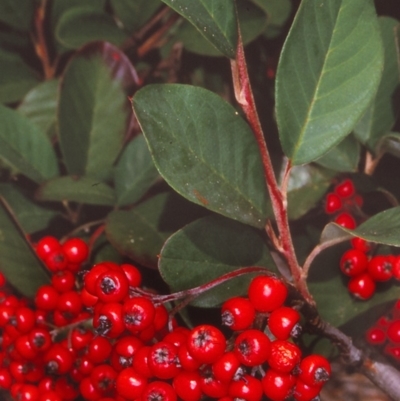 Cotoneaster glaucophyllus (Cotoneaster) at Tathra, NSW - 5 May 1999 by BettyDonWood