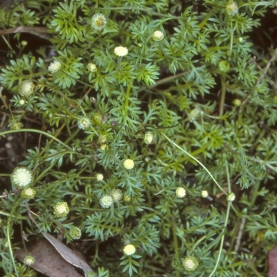 Cotula australis (Common Cotula, Carrot Weed) at Kalaru, NSW - 5 Jul 1997 by BettyDonWood