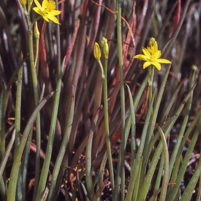 Bulbine semibarbata (Leek Lily) at Bournda National Park - 15 Oct 1997 by BettyDonWood