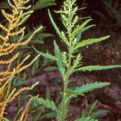 Dysphania ambrosioides (Mexican Tea) at Candelo, NSW - 7 Mar 1998 by BettyDonWood