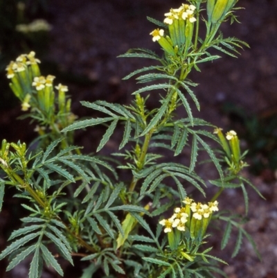 Tagetes minuta (Stinking Roger) at Tantawangalo, NSW - 29 Apr 1998 by BettyDonWood