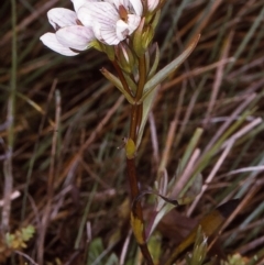 Gentianella cunninghamii subsp. cunninghamii (Cunningham's Snow Gentian) at South East Forest National Park - 2 Jul 1997 by BettyDonWood