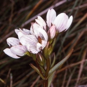 Gentianella cunninghamii subsp. cunninghamii at Glen Allen, NSW - 3 Jul 1997