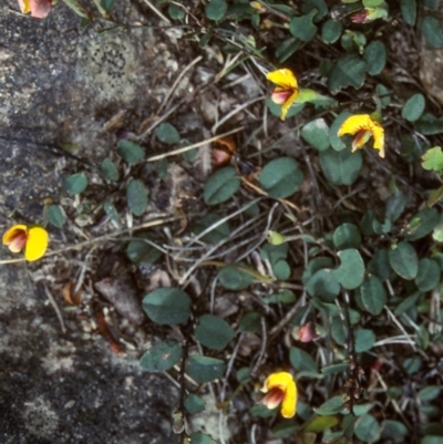 Bossiaea prostrata (Creeping Bossiaea) at South East Forest National Park - 25 Oct 1997 by BettyDonWood