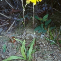 Podolepis hieracioides (Long Podolepis) at Glen Allen, NSW - 17 Feb 1998 by BettyDonWood