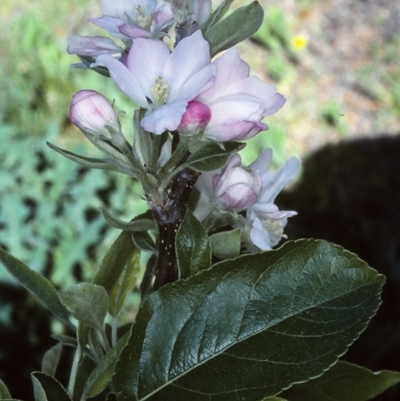 Malus pumila (Apple) at Candelo, NSW - 26 Oct 1997 by BettyDonWood