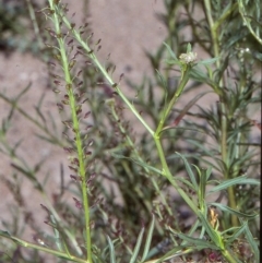 Lepidium africanum (Common Peppercress) at Candelo, NSW - 25 Oct 1997 by BettyDonWood