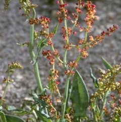 Rumex acetosella (Sheep Sorrel) at Toothdale, NSW - 25 Oct 1997 by BettyDonWood