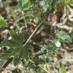 Malva parviflora (Little Mallow) at Toothdale, NSW - 25 Oct 1997 by BettyDonWood