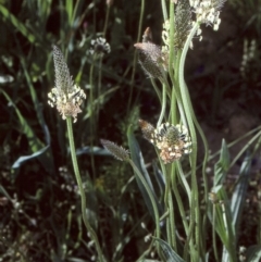 Plantago lanceolata (Ribwort Plantain, Lamb's Tongues) at Toothdale, NSW - 25 Oct 1997 by BettyDonWood