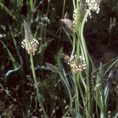 Plantago lanceolata (Ribwort Plantain, Lamb's Tongues) at Toothdale, NSW - 25 Oct 1997 by BettyDonWood