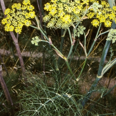 Foeniculum vulgare (Fennel) at Wolumla, NSW - 6 Jan 1997 by BettyDonWood