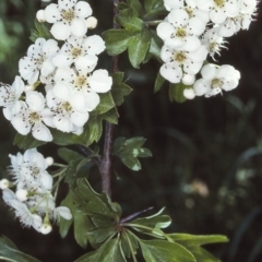 Crataegus monogyna (Hawthorn) at Candelo, NSW - 26 Oct 1997 by BettyDonWood