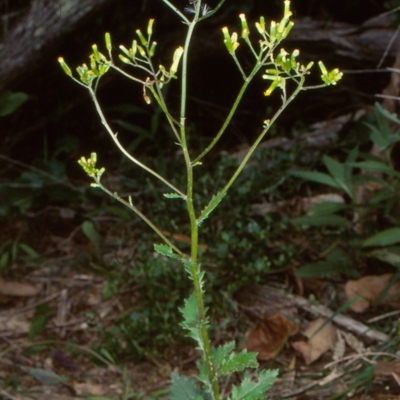 Senecio biserratus (Jagged Fireweed) at Bournda National Park - 7 Dec 1998 by BettyDonWood