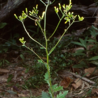 Senecio biserratus (Jagged Fireweed) at Bournda National Park - 6 Dec 1998 by BettyDonWood