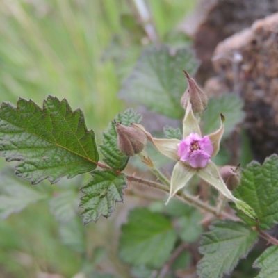 Rubus parvifolius (Native Raspberry) at Tuggeranong DC, ACT - 1 Nov 2018 by MichaelBedingfield