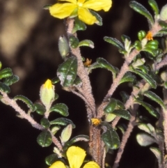 Hibbertia hermanniifolia subsp. recondita (Outcrop Guinea-flower) at Mount Darragh, NSW - 23 Oct 1997 by BettyDonWood