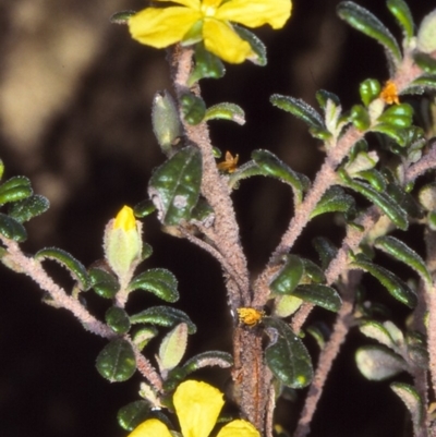 Hibbertia hermanniifolia subsp. recondita (Outcrop Guinea-flower) at Mount Darragh, NSW - 23 Oct 1997 by BettyDonWood