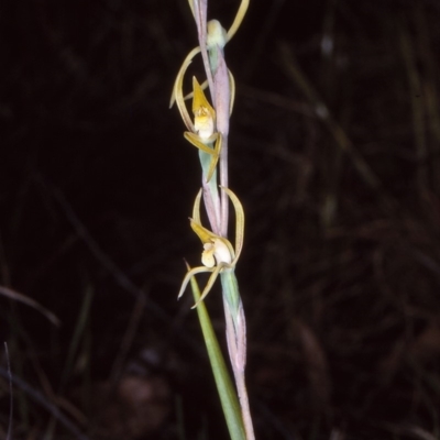 Lyperanthus suaveolens (Brown Beaks) at Tura Beach, NSW - 15 Oct 1997 by BettyDonWood