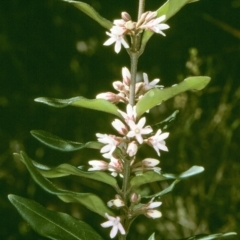 Marsdenia suaveolens (Scented Marsdenia) at Tura Beach, NSW - 16 Oct 1997 by BettyDonWood