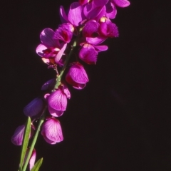 Polygala virgata (Broom Milkwort) at Merimbula, NSW - 3 Apr 1999 by BettyDonWood