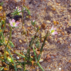 Spergularia marina (Lesser Sea-spurrey) at Merimbula, NSW - 7 Apr 1999 by BettyDonWood