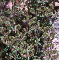 Pomax umbellata (A Pomax) at South Wolumla, NSW - 8 Nov 1997 by BettyDonWood