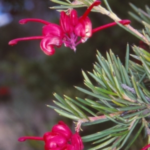 Grevillea rosmarinifolia subsp. rosmarinifolia at Bombala, NSW - 29 Aug 2000 12:00 AM