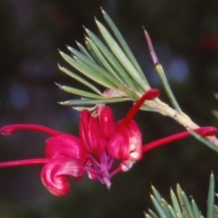 Grevillea rosmarinifolia subsp. rosmarinifolia at Bombala, NSW - 29 Aug 2000 12:00 AM