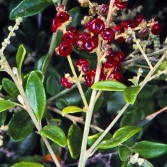 Rhagodia candolleana subsp. candolleana (Seaberry Saltbush) at Pambula - 7 Jan 1998 by BettyDonWood