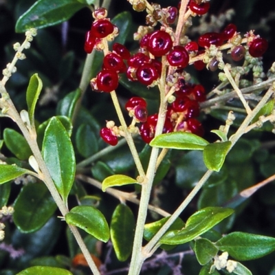 Rhagodia candolleana subsp. candolleana (Seaberry Saltbush) at Pambula - 7 Jan 1998 by BettyDonWood
