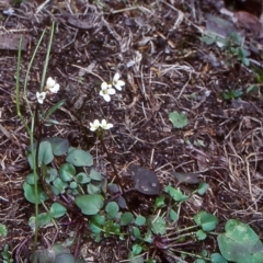 Cardamine paucijuga (Annual Bitter-cress) at Coolumbooka Nature Reserve - 22 Oct 1998 by BettyDonWood