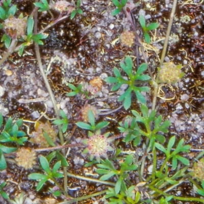 Actinotus gibbonsii (Gibbon's Flannel Flower) at Endeavour Reserve (Bombala) - 4 Feb 1998 by BettyDonWood